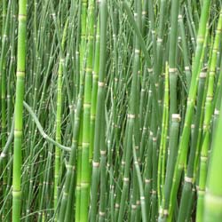 equisetum hyemale- equisetum americanum